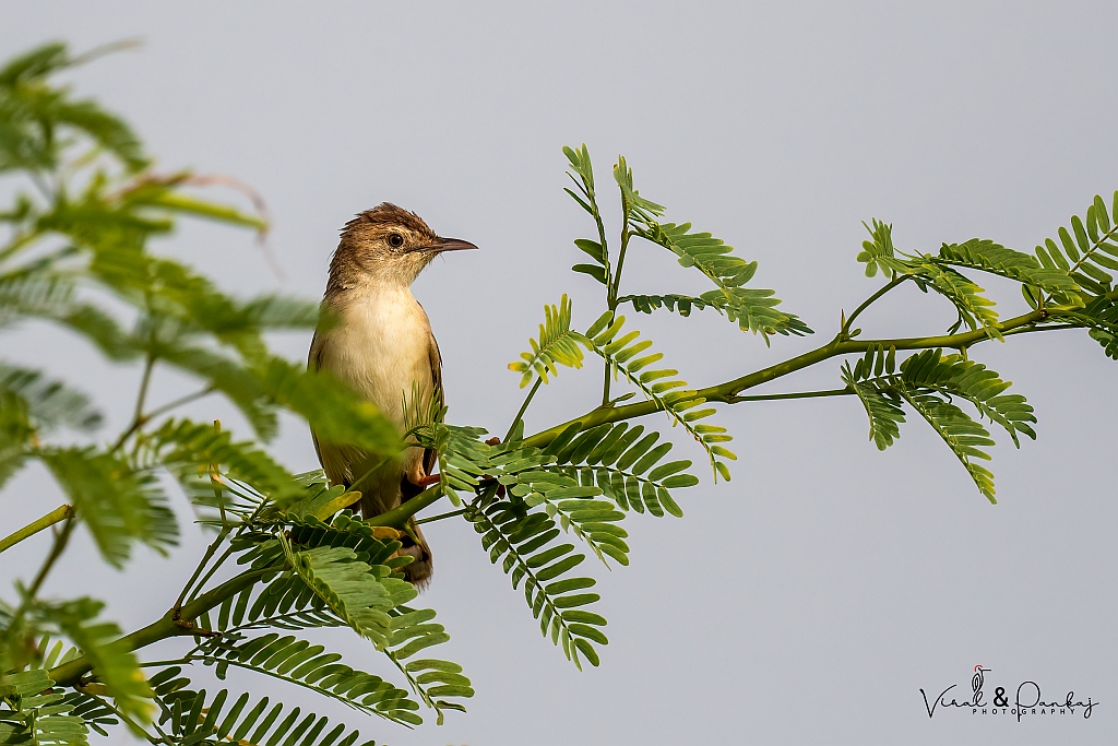 Zitting Cisticola